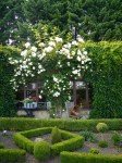 Mein Buxgarten und  Rose -Schneewalzer- (1)